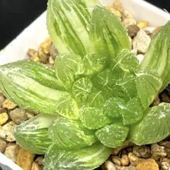 ハオルチア 天空の境錦 多肉植物 極上斑 鮮明錦 21 - メルカリ