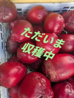 信州産ビーツ】9kg 【有機肥料使用・化学農薬不使用】 - メルカリ