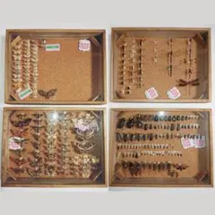 2025年最新】標本箱 ドイツの人気アイテム - メルカリ