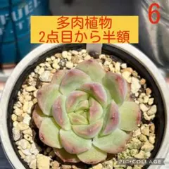 ち*る様 多肉風月 命名株 フェミニンスカイ 札付き 抜き苗 多肉風月さん フェミニンスカイ 命名株 ② - メルカリ