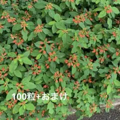 2025年最新】サマーポインセチアの人気アイテム - メルカリ