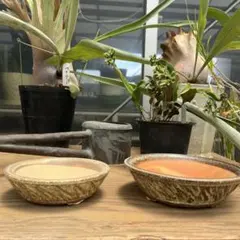 陶器製 高品質平鉢2個セット 盆栽　山野草　多肉植物のサムネイル