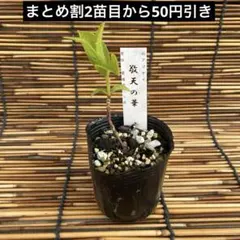 ぶんぶく茶釜様 リクエスト 3点 まとめ商品