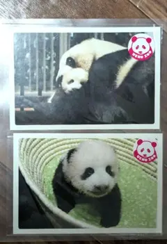 レア 上野動物園 シャンシャン　ポストカード 2枚セット