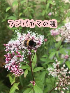 ウーリーさん様 リクエスト 2点 まとめ商品