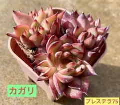 年に1度の大セール5苗セット￥1000 ブルースピード - メルカリ