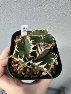 2025年最新】アガベ金剛の人気アイテム - メルカリ