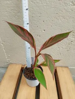 2025年最新】ムサノノピンクバナナの人気アイテム - メルカリ