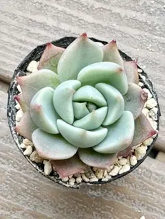 2026年最新】おらいさん苗 円の人気アイテム - メルカリ