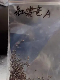 ピポパポ様 リクエスト 3点 まとめ商品