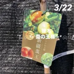 ⑤*:ஐ超巨大な実がたわわに実るナツメの王様*:ஐ接木・棗・苗木【新疆棗王】４号のサムネイル