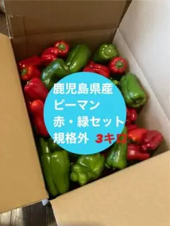 朝どれ新鮮✨産地直送☀️高知県産ピーマン3キロ送料込み！減農薬栽培