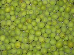 信州産 無農薬 小梅（青梅）4ｋｇのサムネイル