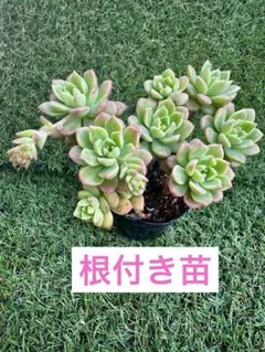 ひろりん様 リクエスト 2点 まとめ商品