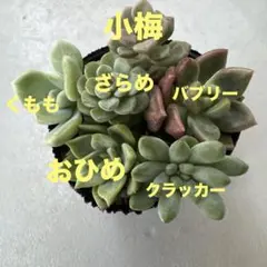 なおこ追加あられ⑱大きめ!❣️ ももホイップ❣️6苗メルカリ便送料込 2025年最新】つぶつぶ屋 あられの人気アイテム - メルカリ