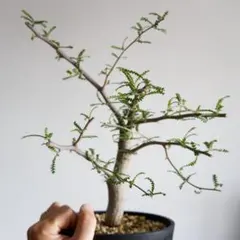 洋種つばき ファイアダンス 苗木 もうすぐ開花 蕾あり - メルカリ
