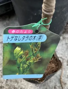 根が長く伸びている　トゲ無しタラの木(芽) 3年目株 苗　約80㌢宅急便のサムネイル