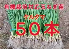 2025年最新】玉ねぎ 苗の人気アイテム - メルカリ