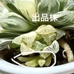 ス*ク様 白蛇伝　カキコ　ハオルチア　観葉植物のサムネイル