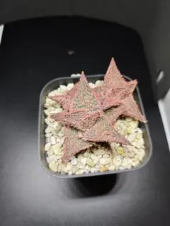 エムエムエム様 リクエスト 2点 まとめ商品