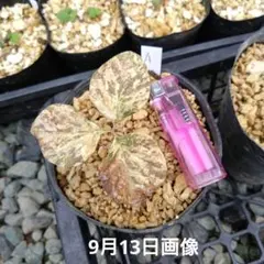 山野草　最上斑入り　ヤマシャクヤク　15ｃｍポット4個セット 山野草 斑入り ヤマシャクヤク ”白散り斑” | 斑入りヤマシャクヤク