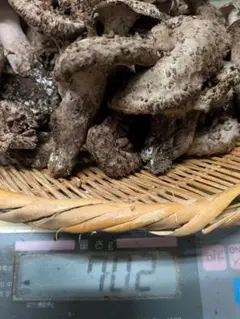 ✓本州四国九州発送限定✓天然きのこセット 1100g ③ - メルカリ