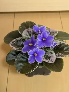 セントポーリア 斑入り葉 紫花 鉢植えのサムネイル