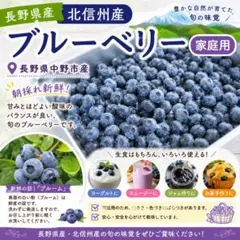 本州クール便込み【北信州中野産 ブルーベリー 約1.5kg】長野県産 家庭用のサムネイル