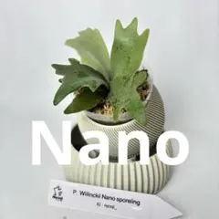 P. Willinckii Nano (spore) 【25】 - メルカリ