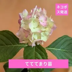 笹様専用出品❗ヤマアジサイ苗イヨテマリ錦他斑入りナデシコ咲き苗