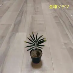 2026年最新】金環ソテツの人気アイテム - メルカリ