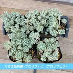 多肉植物 だるま姫秀麗×プロリフィカ（プロリフェラ）抜き苗　5セット まとめ売りのサムネイル