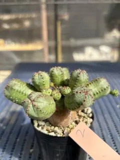 2025年最新】ユーフォルビア オベサブロウの人気アイテム - メルカリ