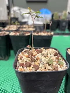 人気植物‼️ ハンバティ・ミルラオリーブ 実生 - メルカリ