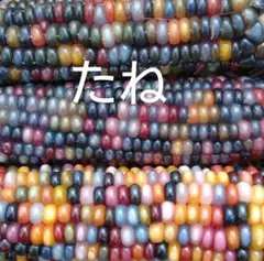 津川正様 リクエスト 2点 まとめ商品