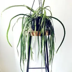 フペルジア ゴエベリー 青みがかったシルバーリーフ 観葉植物 室内