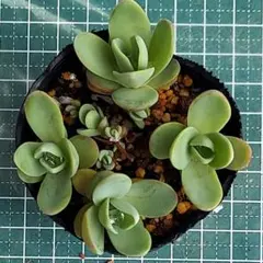 千島小岩蓮華　 抜き苗　多肉植物　オロスタキス属のサムネイル