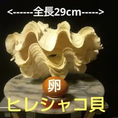 2026年最新】シャコ貝 貝殻の人気アイテム - メルカリ