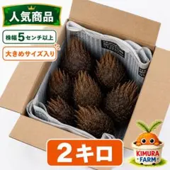 生産者イチ押し】【1株売り】ソテツ子株 ドライガーデン ロック