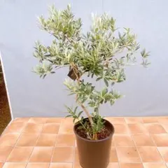 現品　創樹　オリーブの木　オリーブ　マンザニロ　8番　観葉植物　野外　インテリアのサムネイル