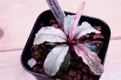 2026年最新】bucephalandra sp variegataの人気アイテム - メルカリ