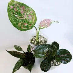 速達付き　観葉植物　ピンク系　抜き苗　３種セットのサムネイル