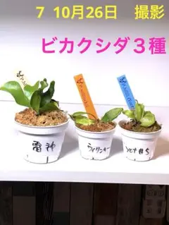 2025年最新】ビカクシダ 胞子 セットの人気アイテム - メルカリ