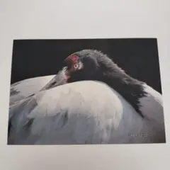 【即購入可能】L版ツルの写真
