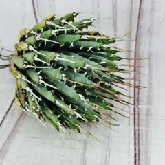 J*y様 【サービス出品！】②ハイクオリティのエボリスピナ！ベアルート株 2025年最新】エボリスピナ ベアルートの人気アイテム - メルカリ