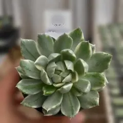 2026年最新】多肉植物 マリア錦の人気アイテム - メルカリ