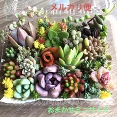 多肉植物♡おまかせ韓国苗セダム詰め合せ♡ちまちま寄せ植えカット苗セットR