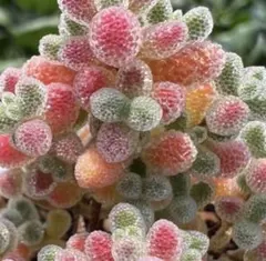 신상품 드로산테멈 아이스 크리스탈 메센 다육 식물 1 모종 화분 5.3cm
