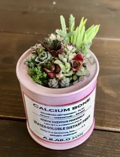 そのまま飾れます　多肉植物　寄せ植え　育て方メモつき❤️ カラフル