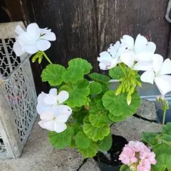 ラビット様 リクエスト 2点 まとめ商品